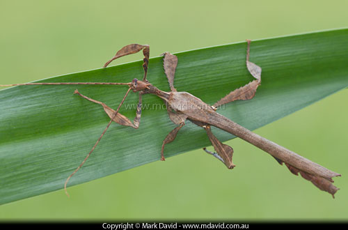 Leaf insect