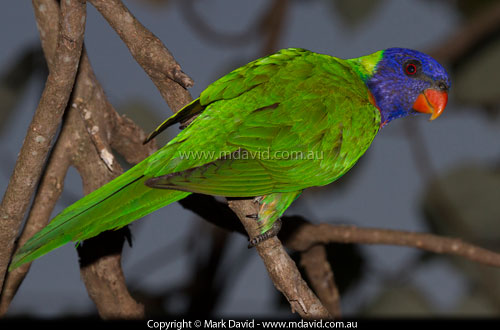 Rainbow Lorikeet