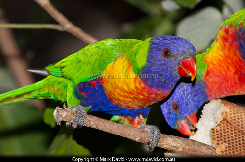 Rainbow Lorikeet