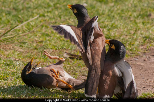 Indian Mynas