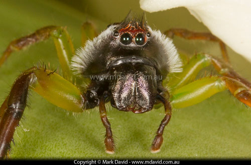 Northern Green Jumping Spider