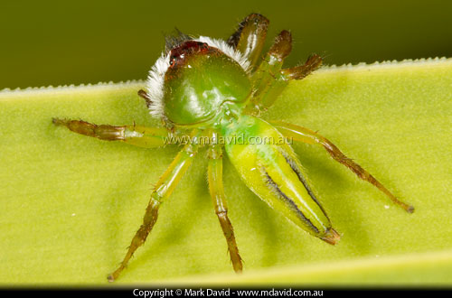 Northern Green Jumping Spider