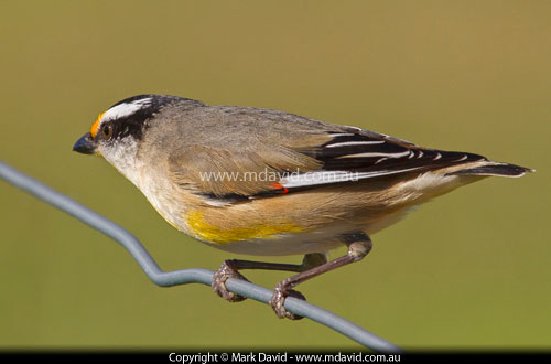 Striated Pardalote
