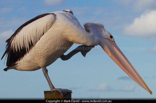 Australian Pelican