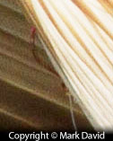 detail showing the rusty fish hook