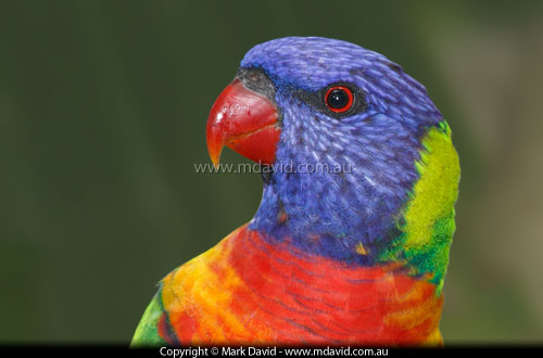 Rainbow Lorikeet