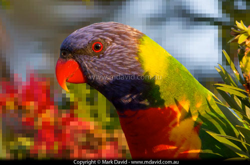 Rainbow Lorikeet