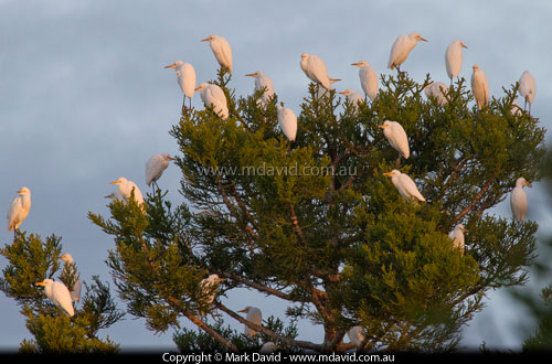 Cattle Egrets
