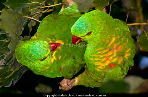 Scaly-breasted Lorikeets