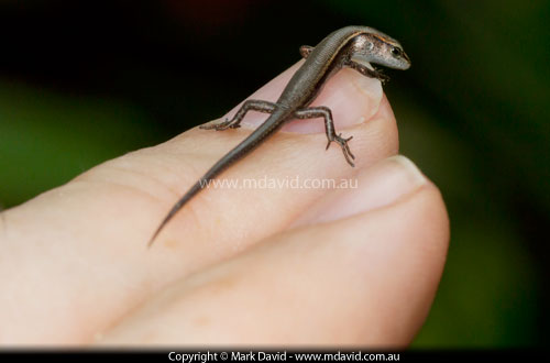 skink