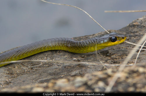 Tree Snake