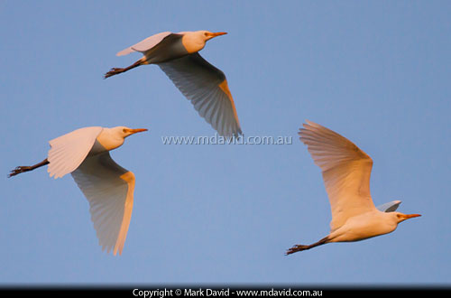 Cattle Egrets