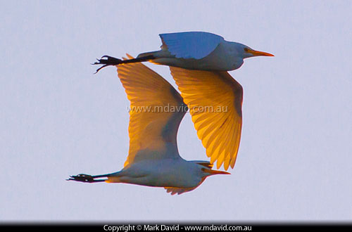 Cattle Egrets