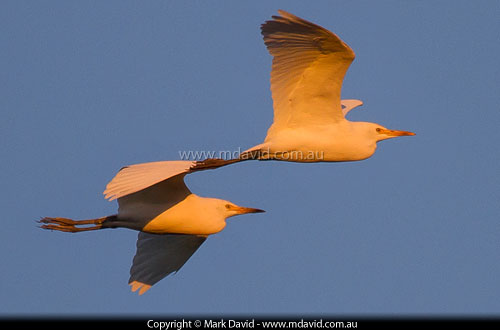 Cattle Egrets