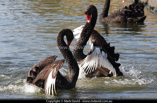 Black Swans