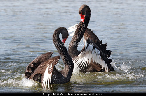 Black Swans