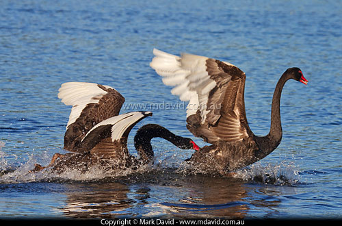 Black Swans