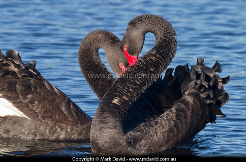 Black Swans