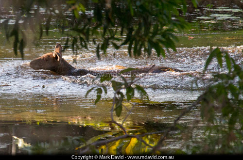 Swimmming kangaroo