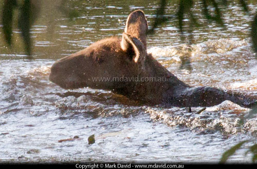 Swimmming kangaroo