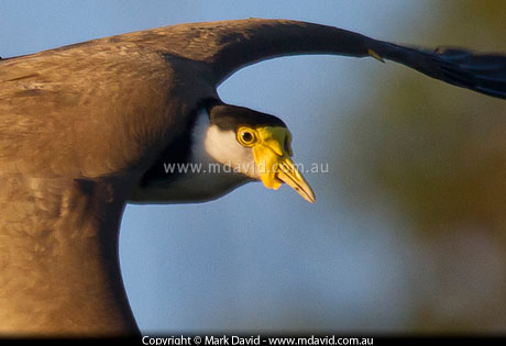 Masked Lapwing traveling at about warp 9
