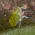 tiny critter
