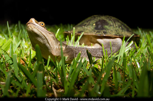 Freshwater turtle