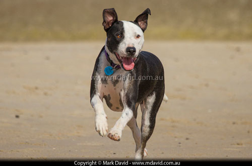 Running dog