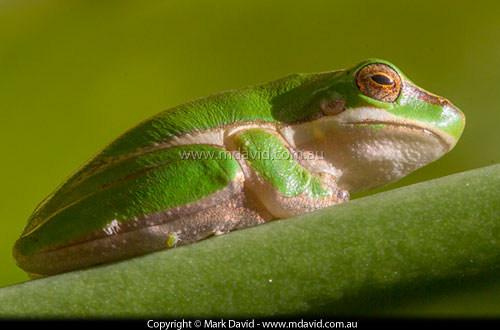 Easern Dwarf Tree Frog