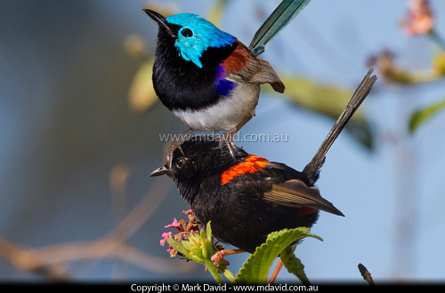 Fairy-wrens